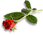 flowers-001