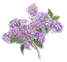 flowers6blnk1