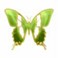 grbutrfly