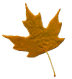 leaf-brown