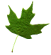 leaf-green