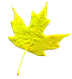 leaf-yellow