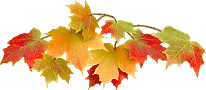 maples-in-fall-blnk