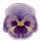pansy8