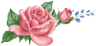 pchrose