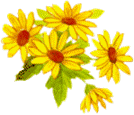 signs-yellow-daisys